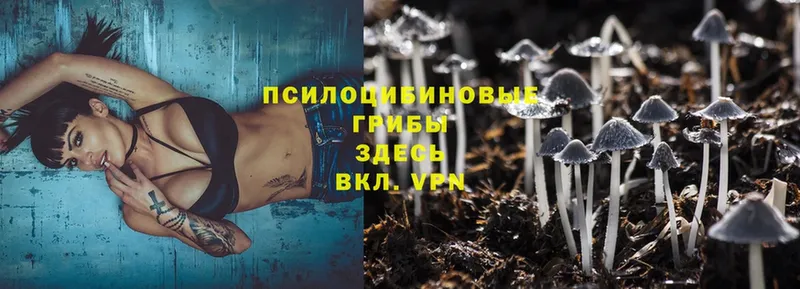 Галлюциногенные грибы Psilocybe  мега онион  darknet Telegram  Ртищево 